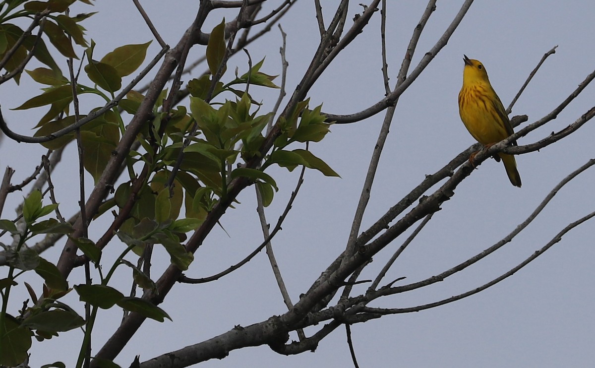 Yellow Warbler (Northern) - ML619823763