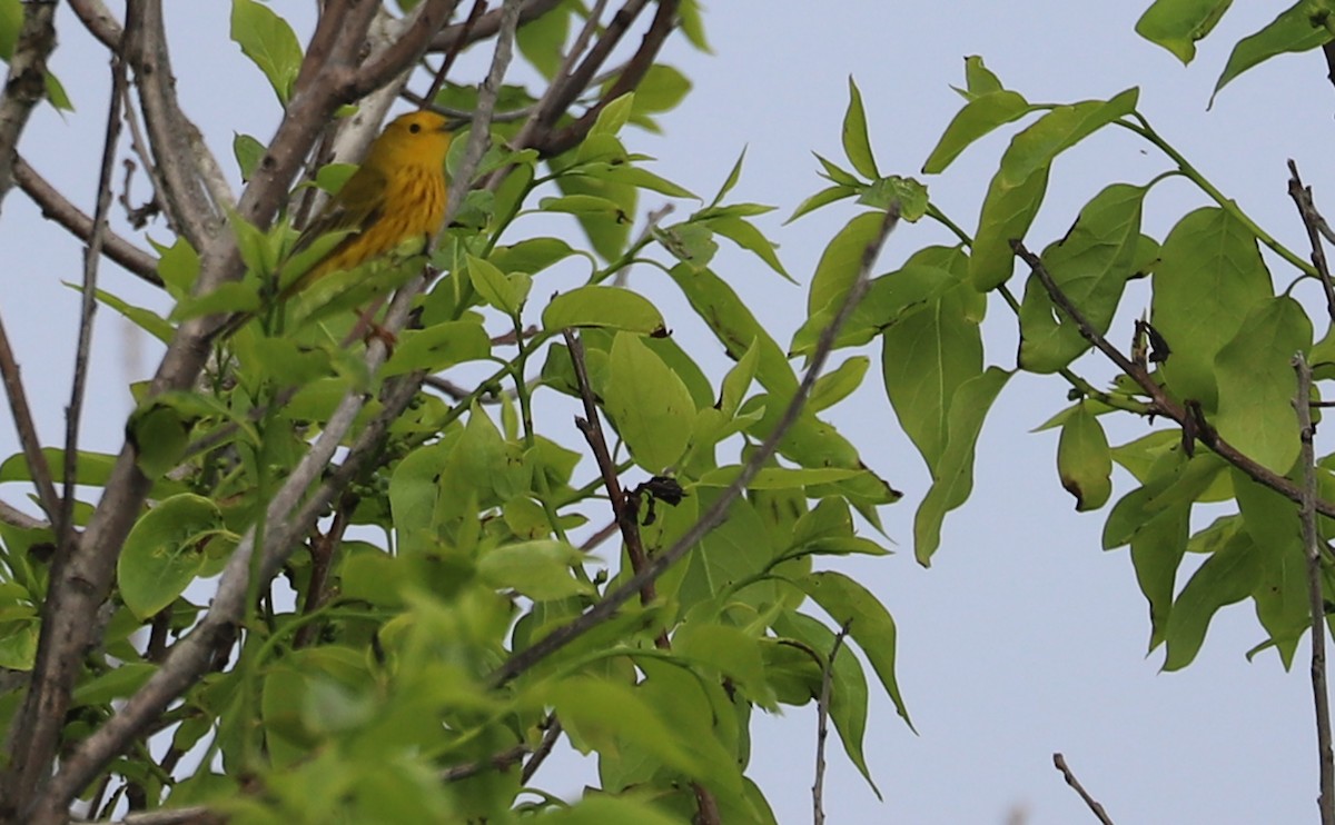 Yellow Warbler (Northern) - Rob Bielawski