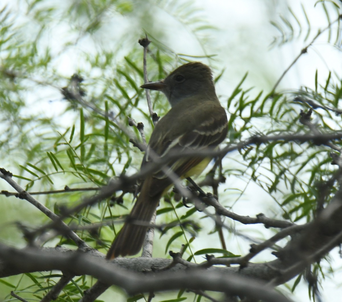 Great Crested Flycatcher - ML619823780