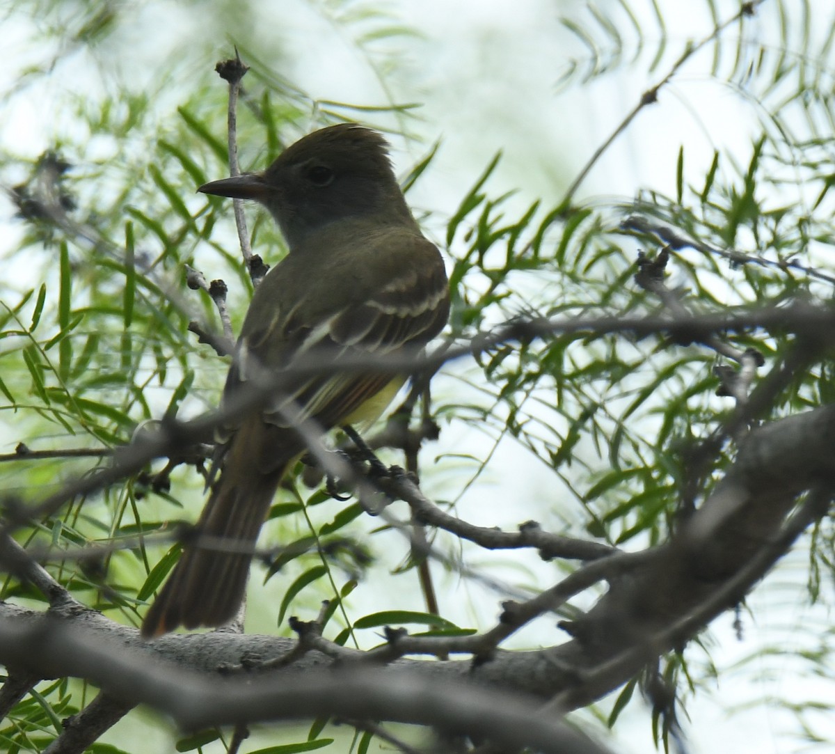 Great Crested Flycatcher - ML619823781