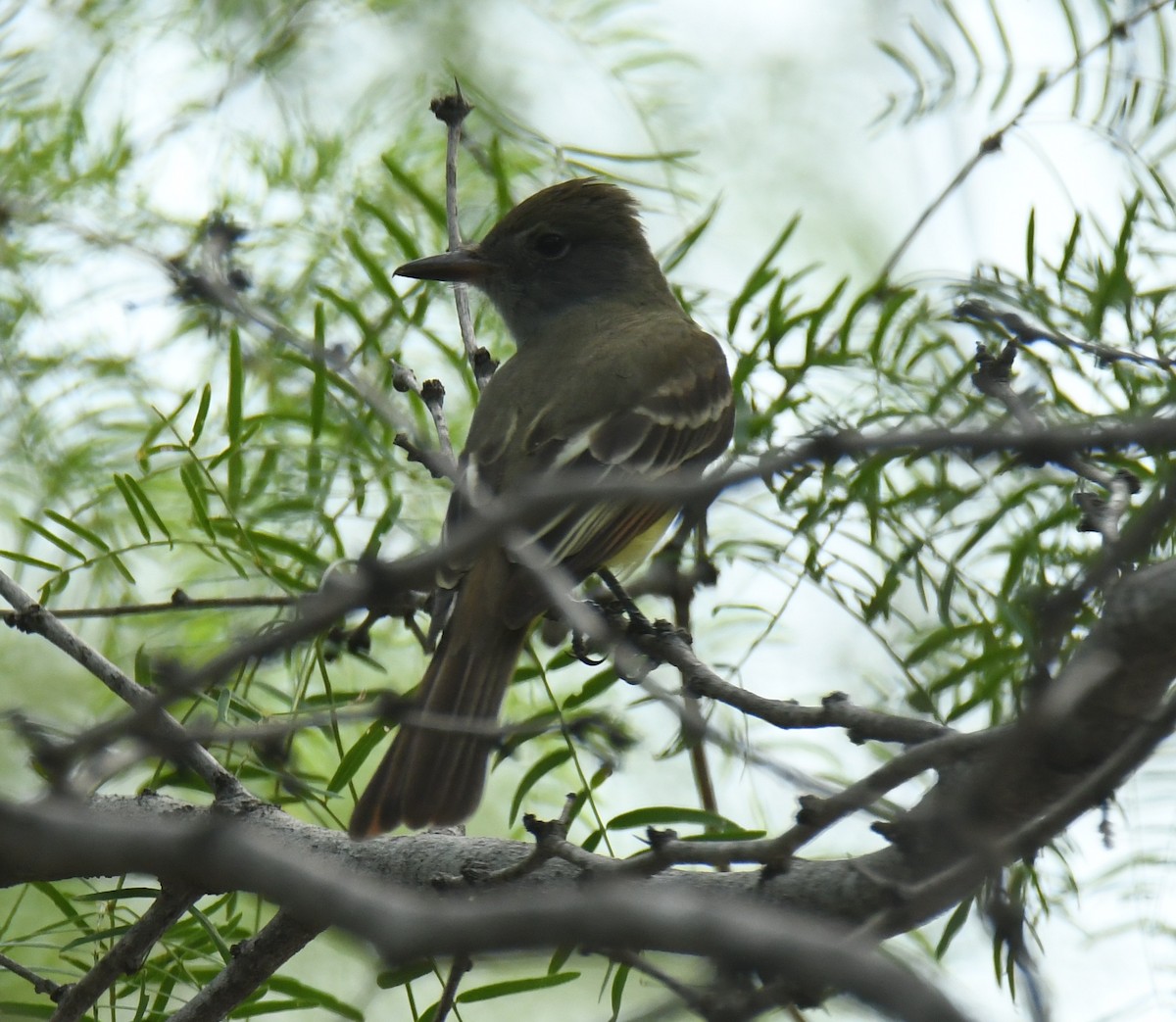 Great Crested Flycatcher - ML619823782