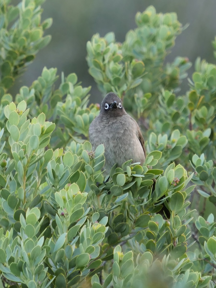 Cape Bulbul - ML619823783