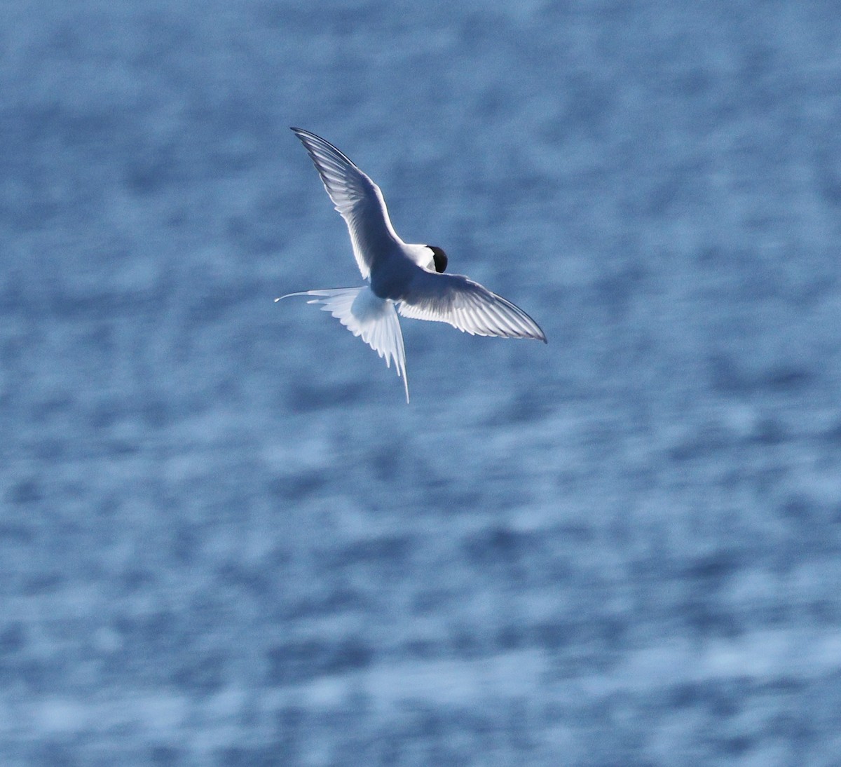 Common/Arctic Tern - ML619823785