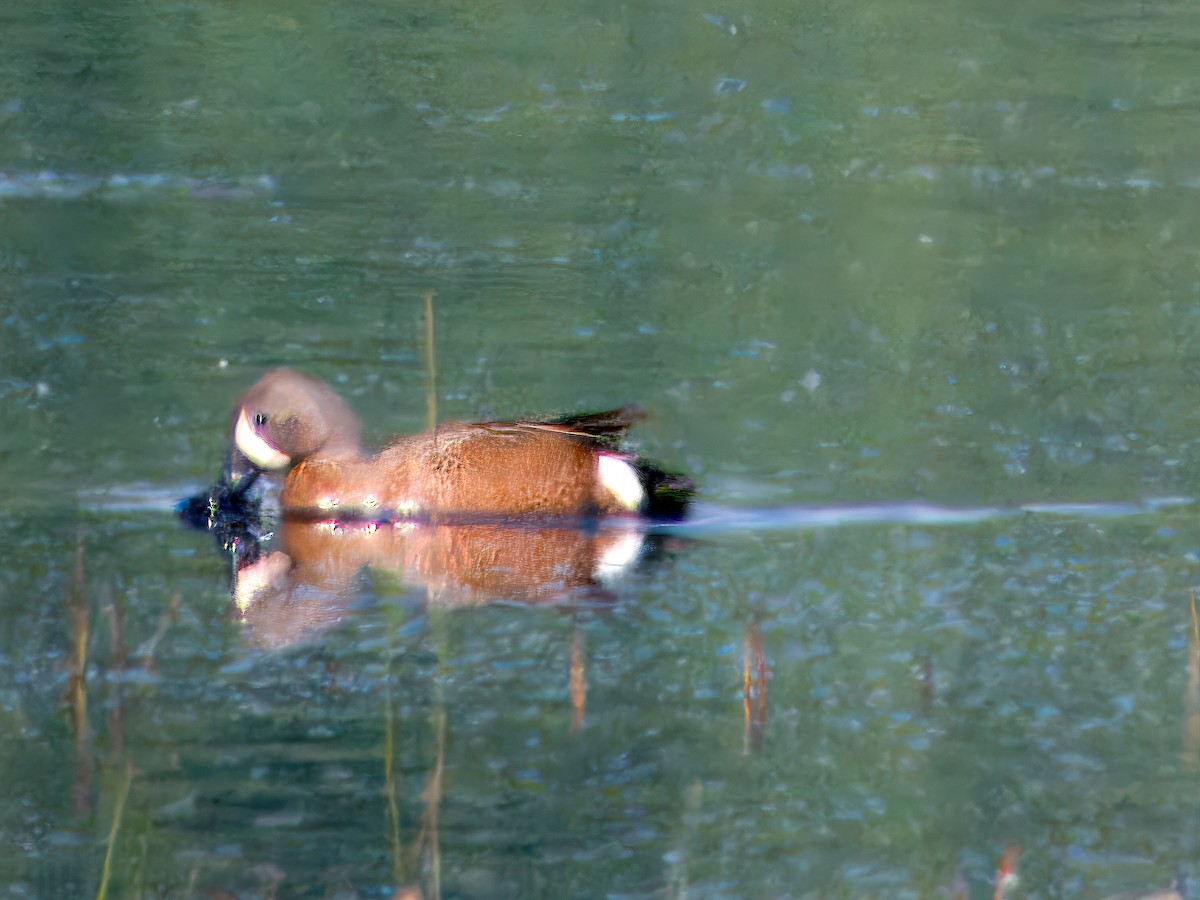 Blue-winged Teal - ML619823787