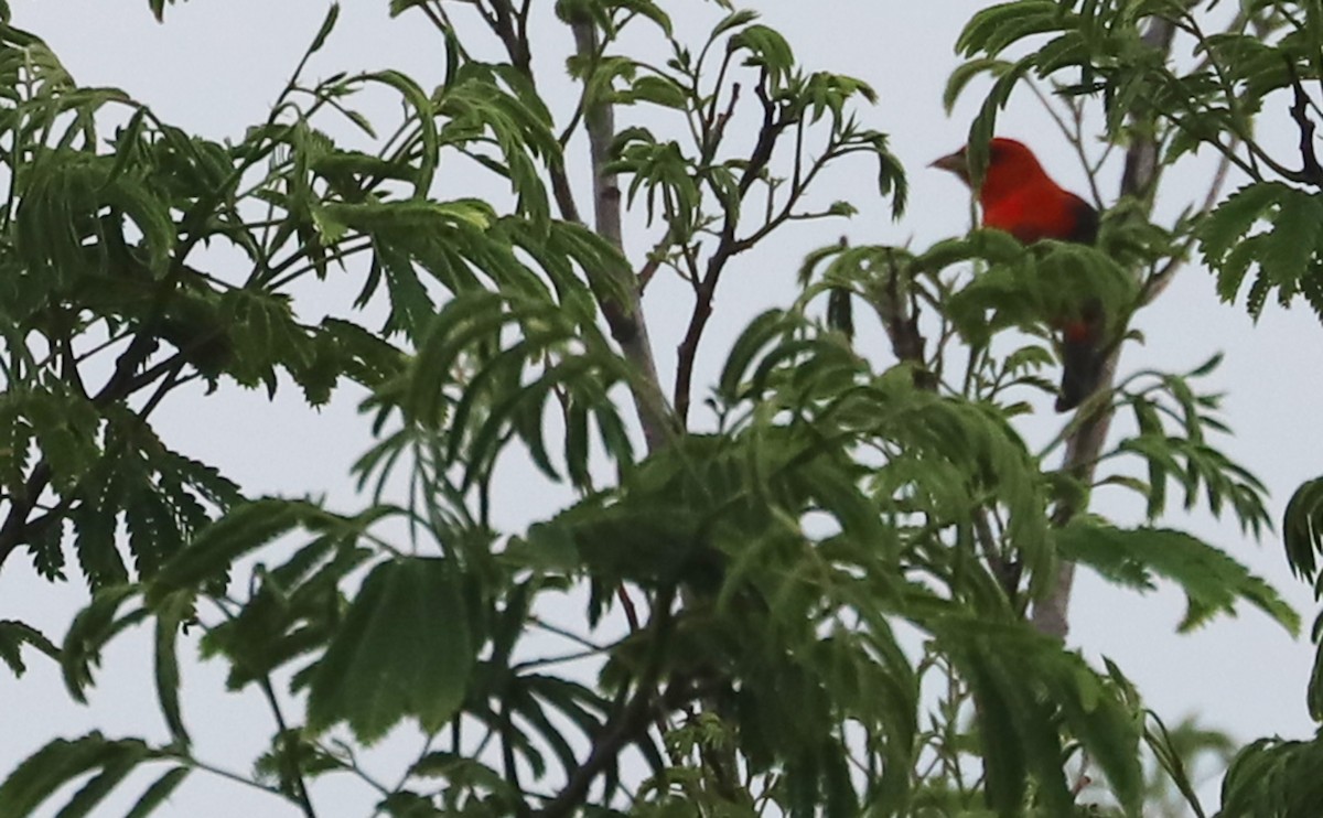 Scarlet Tanager - ML619823811