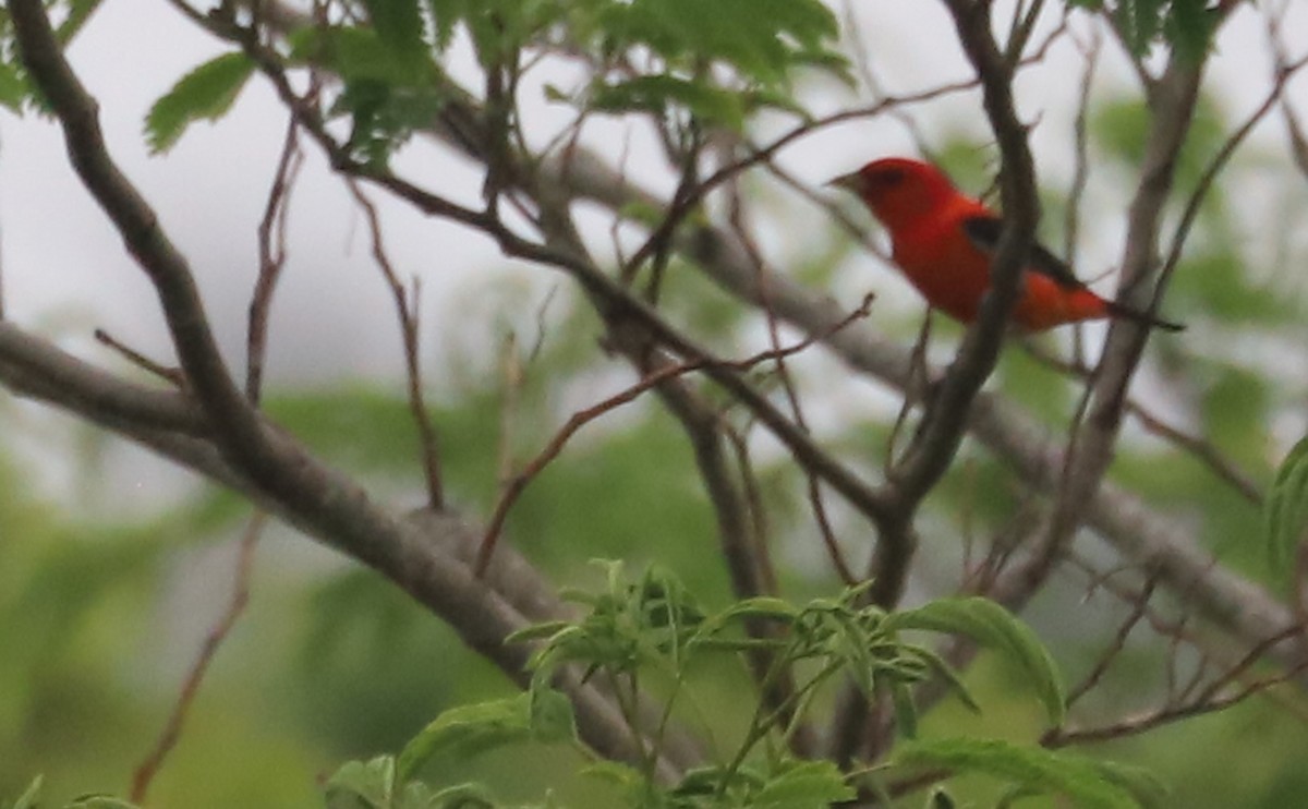 Scarlet Tanager - ML619823813