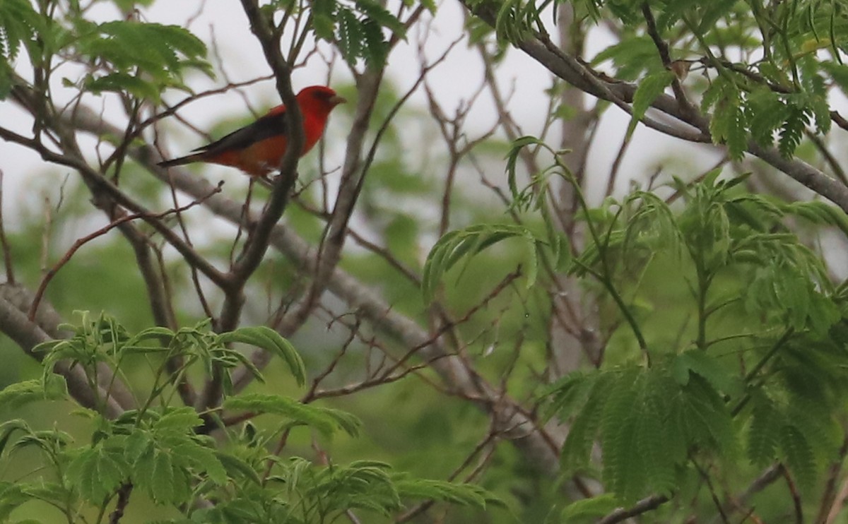 Scarlet Tanager - ML619823815