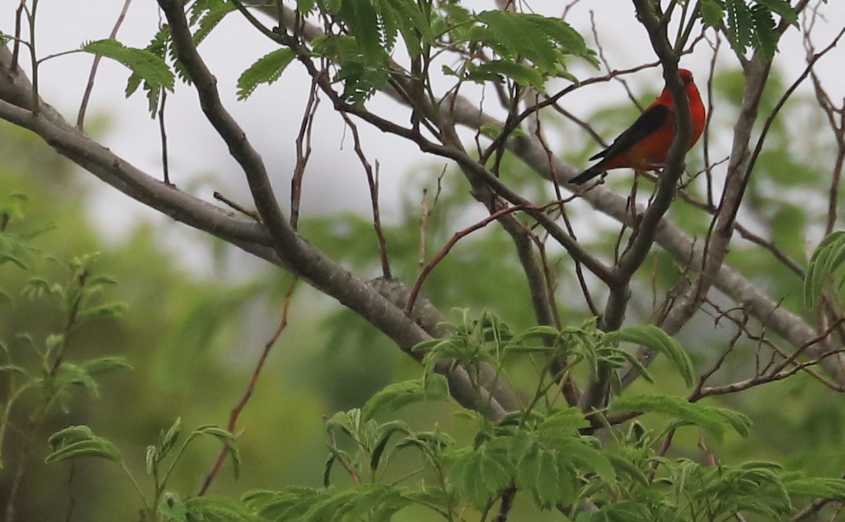 Scarlet Tanager - ML619823820