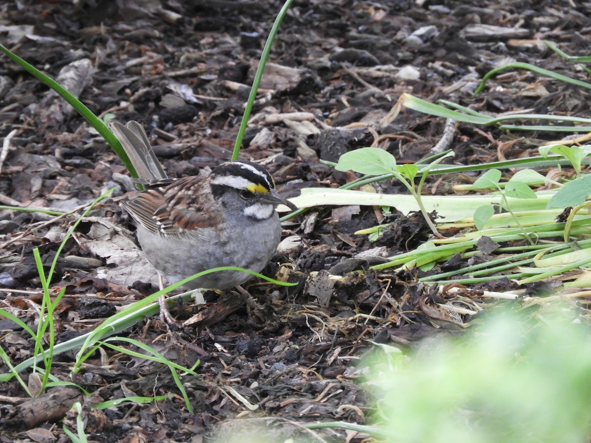 White-throated Sparrow - ML619823823