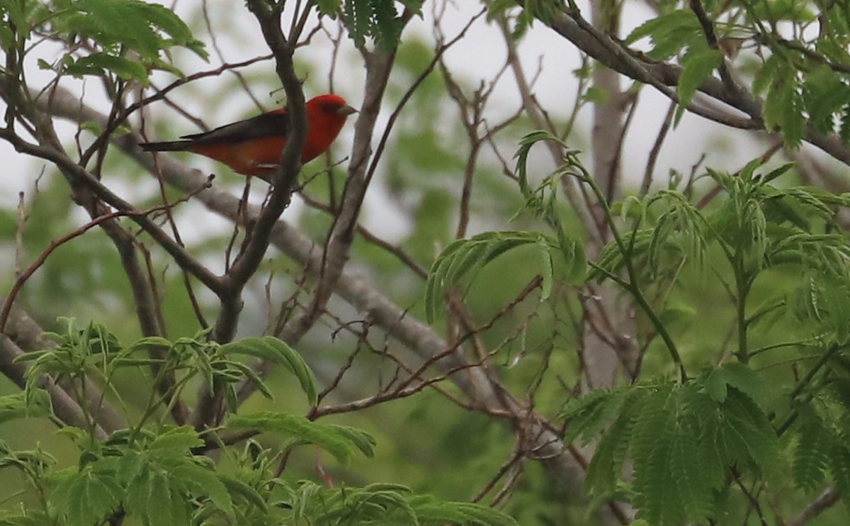 Scarlet Tanager - ML619823824