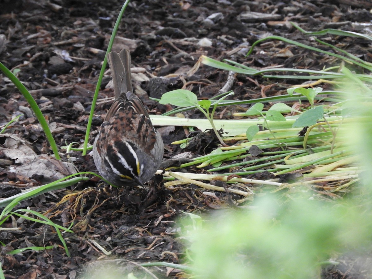 White-throated Sparrow - ML619823825