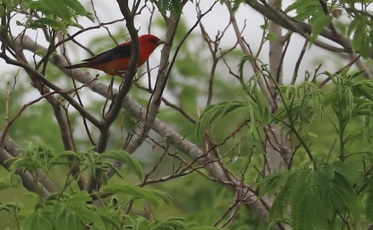 Scarlet Tanager - ML619823826