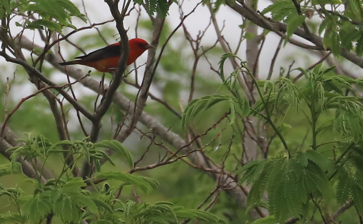 Scarlet Tanager - ML619823829