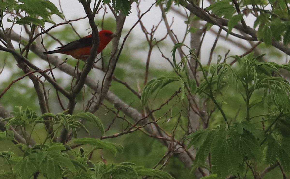 Scarlet Tanager - ML619823836