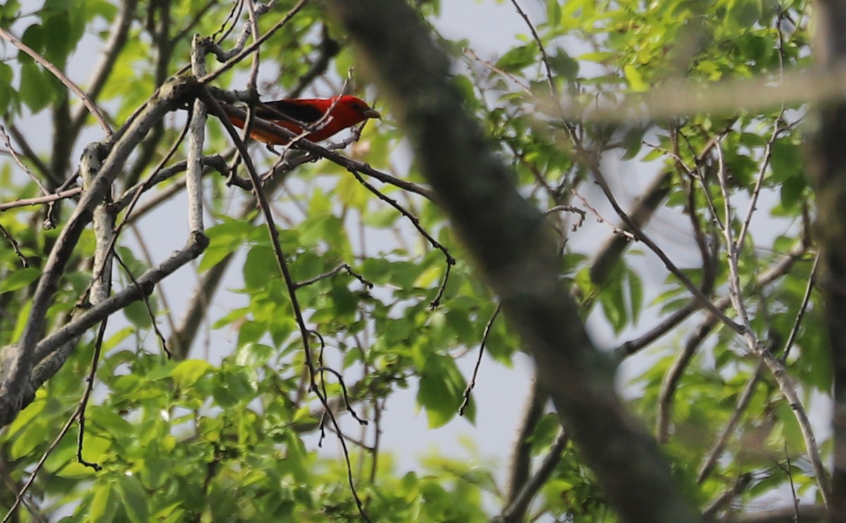 Scarlet Tanager - ML619823859