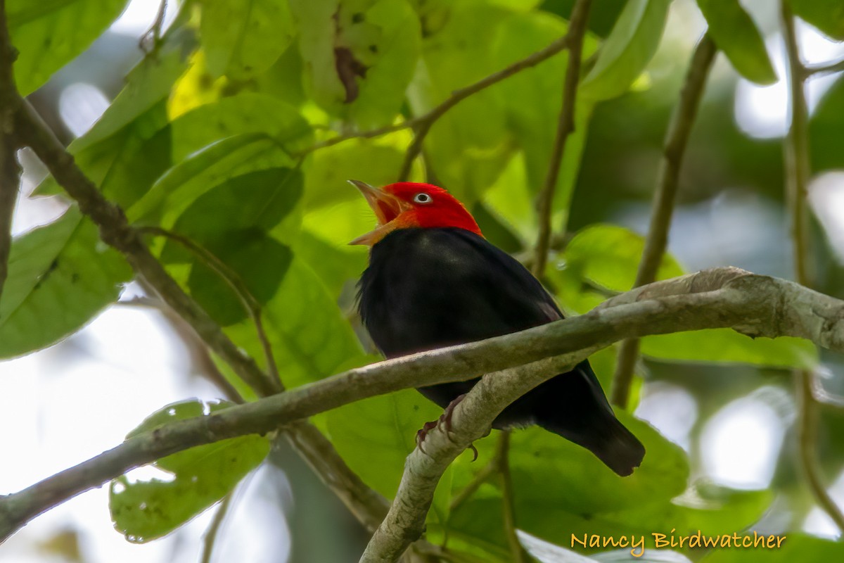 Red-capped Manakin - ML619823867