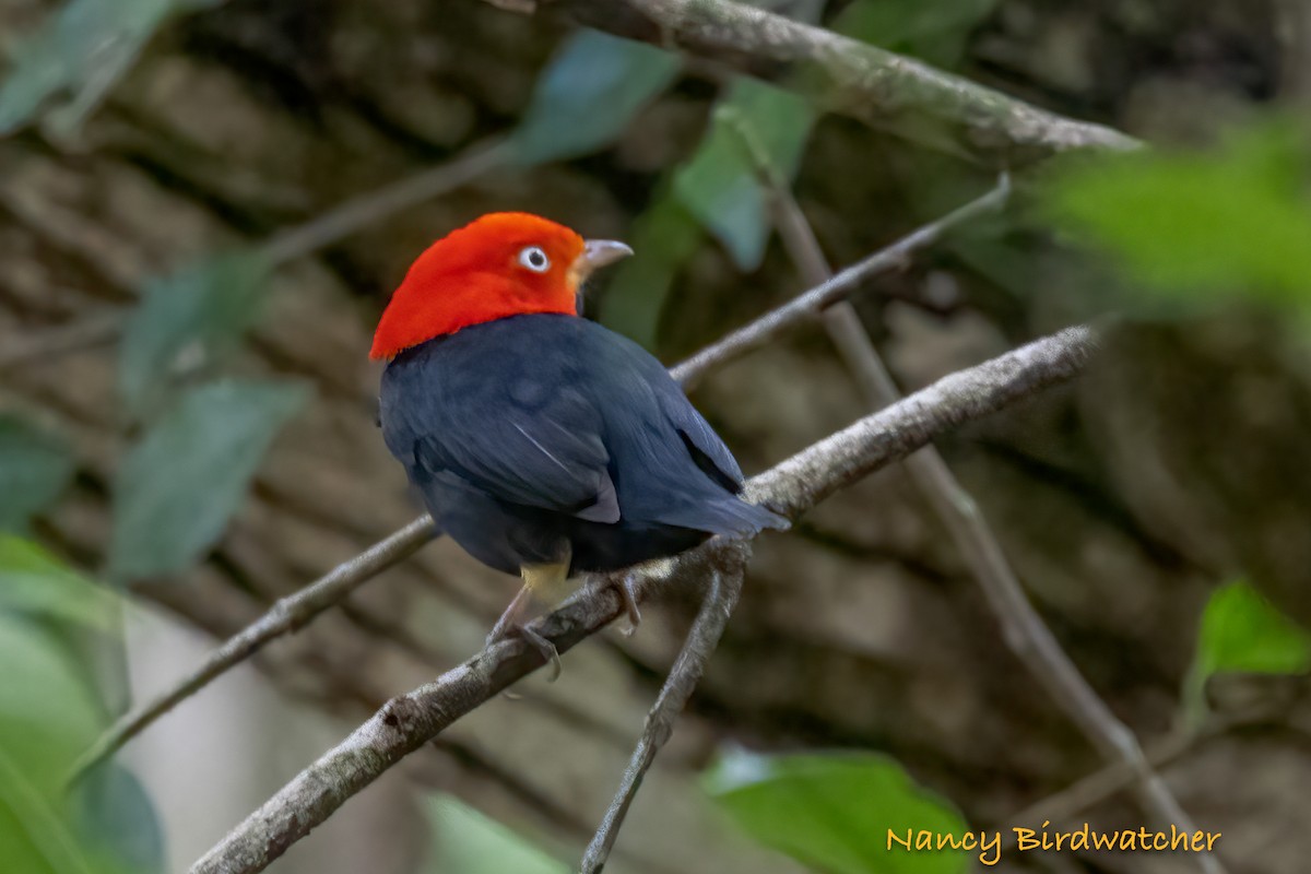 Red-capped Manakin - ML619823868