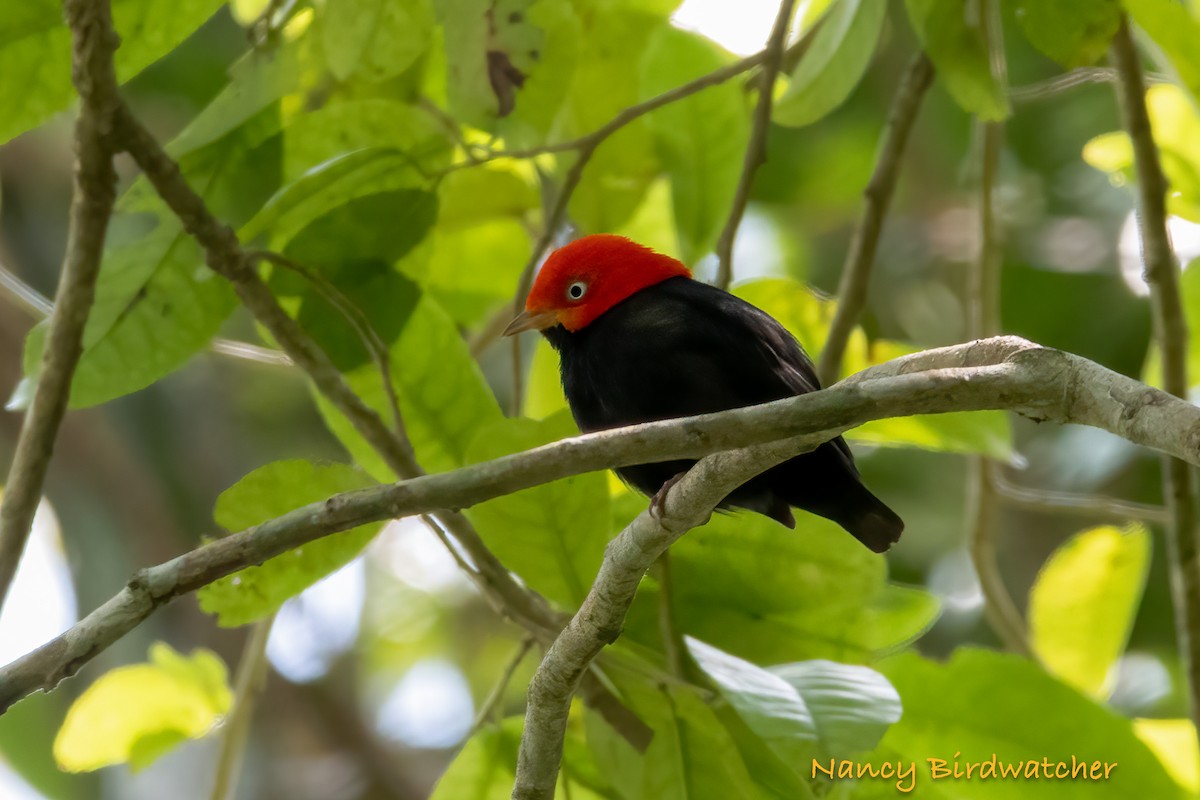 Red-capped Manakin - ML619823869