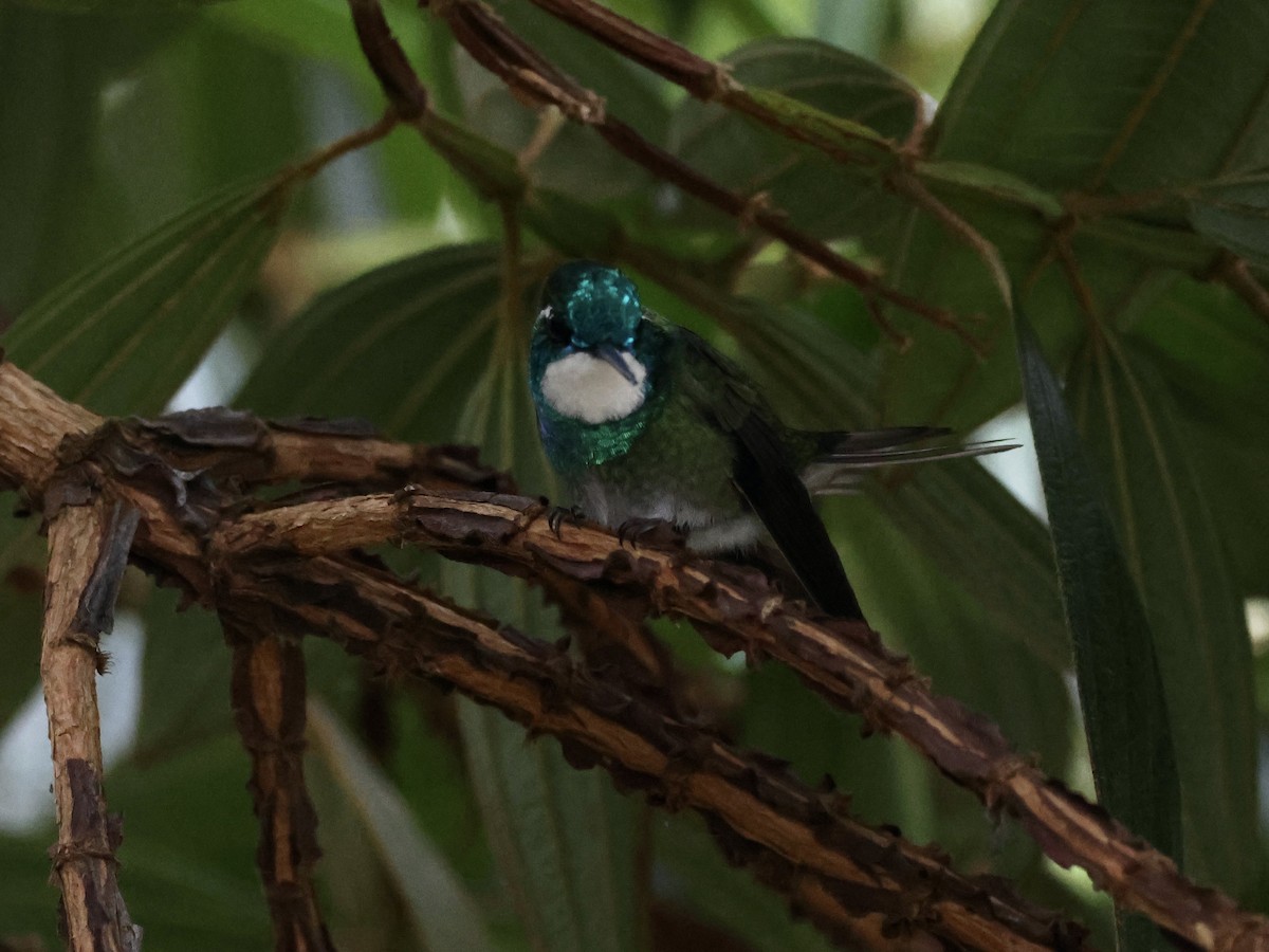 White-throated Mountain-gem (Gray-tailed) - ML619823885