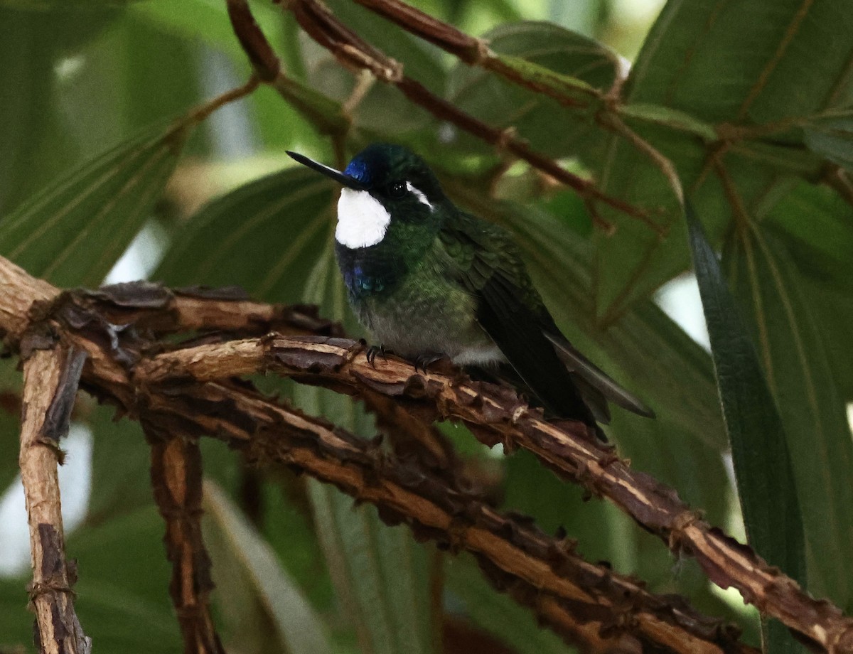 White-throated Mountain-gem (Gray-tailed) - ML619823888