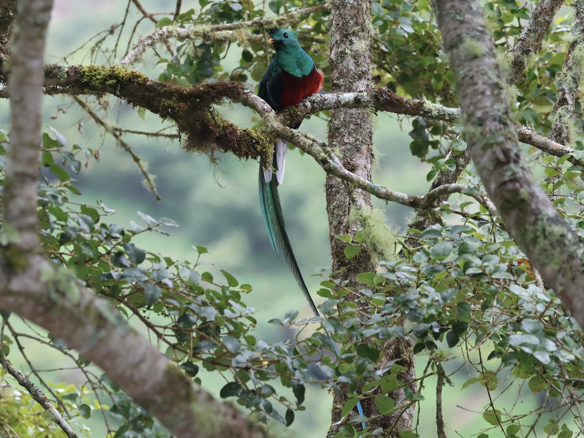 Quetzal Guatemalteco - ML619823895
