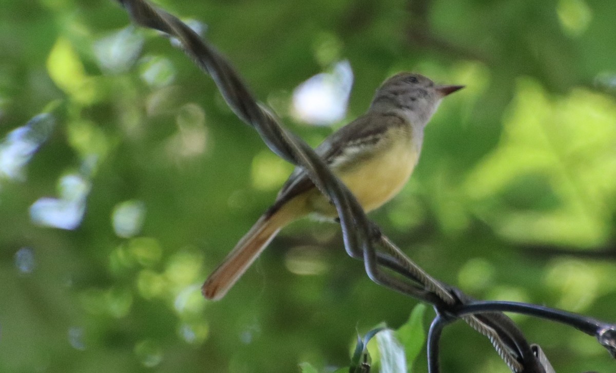 Great Crested Flycatcher - ML619823896
