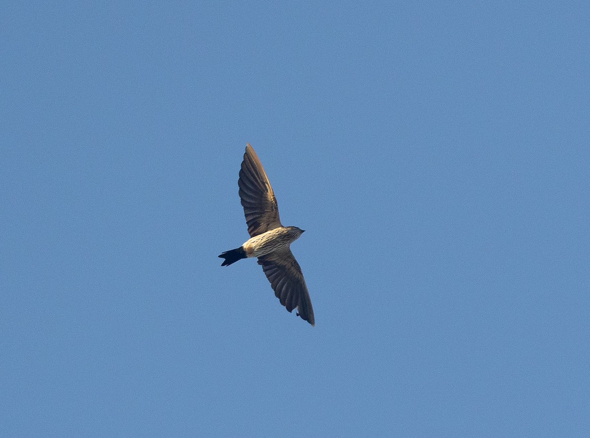 Striated Swallow - ML619823922