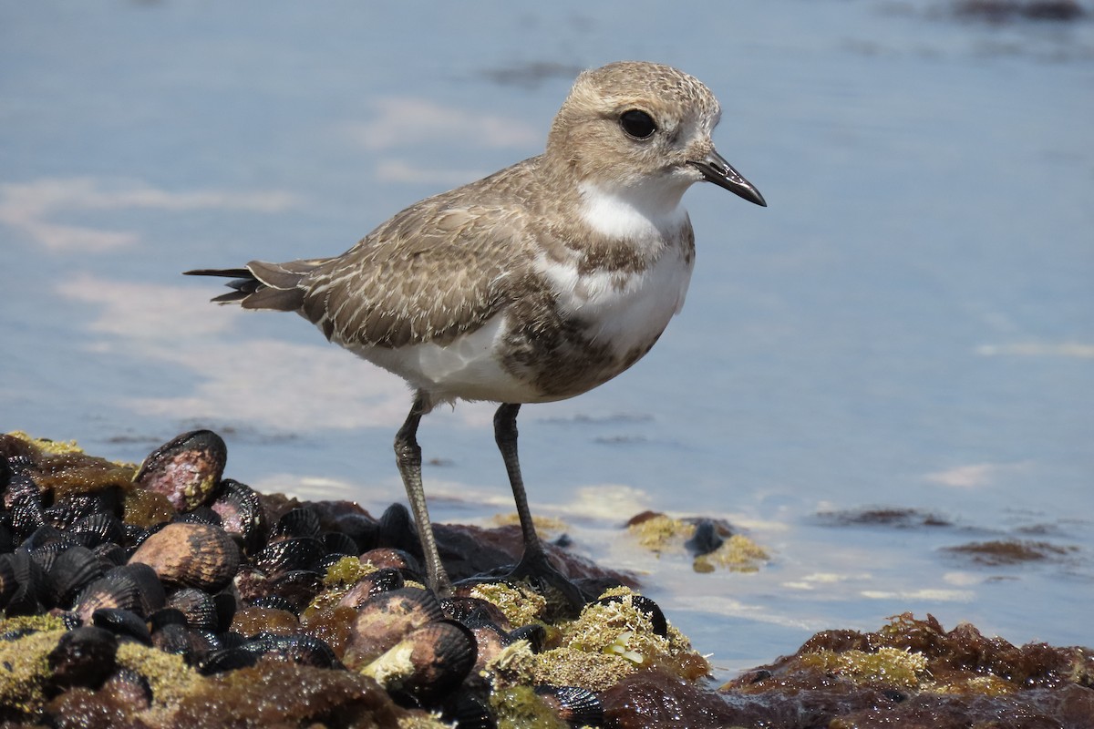 Two-banded Plover - ML619823949