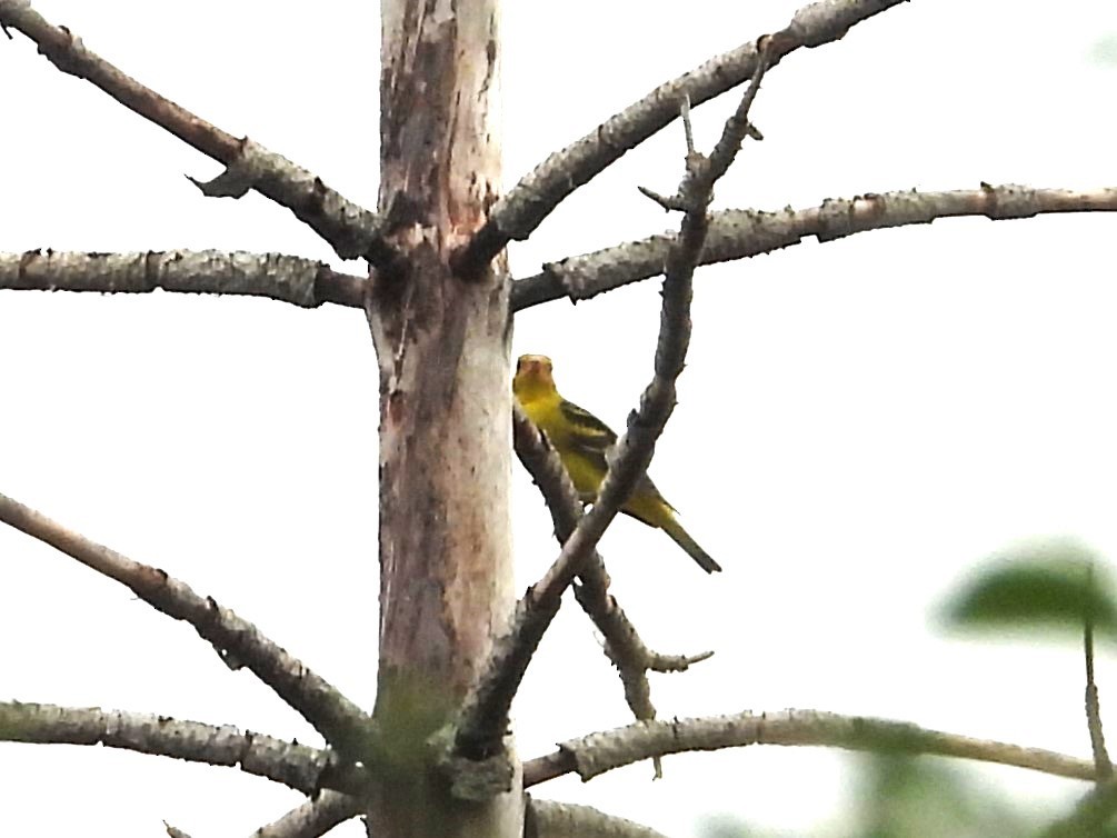 Western Tanager - ML619823954