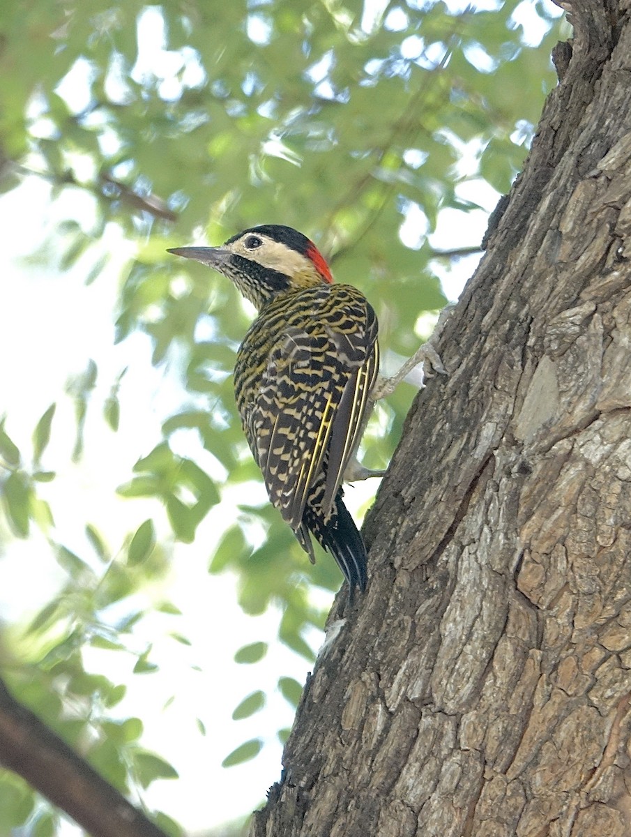 Green-barred Woodpecker - ML619823964