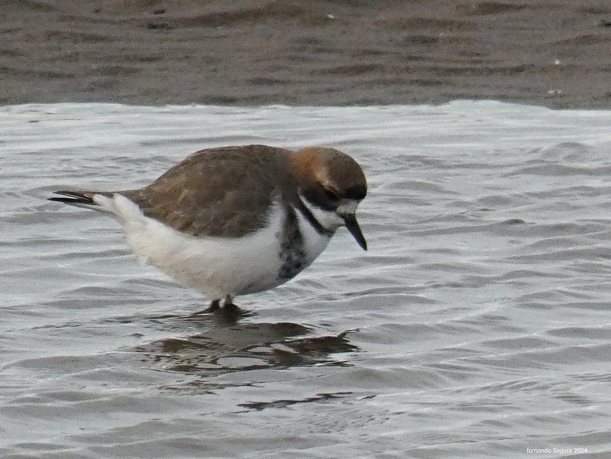 Two-banded Plover - ML619823972