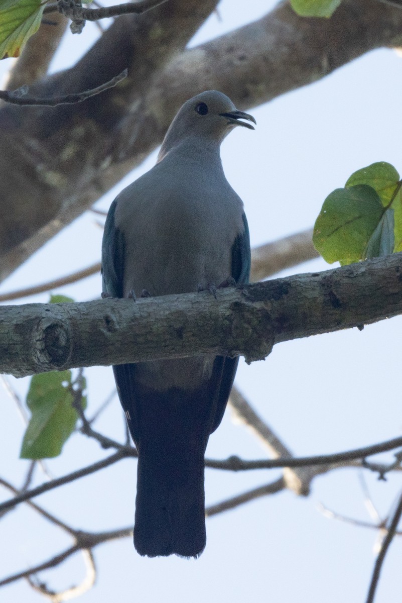 Green Imperial-Pigeon - ML619823989