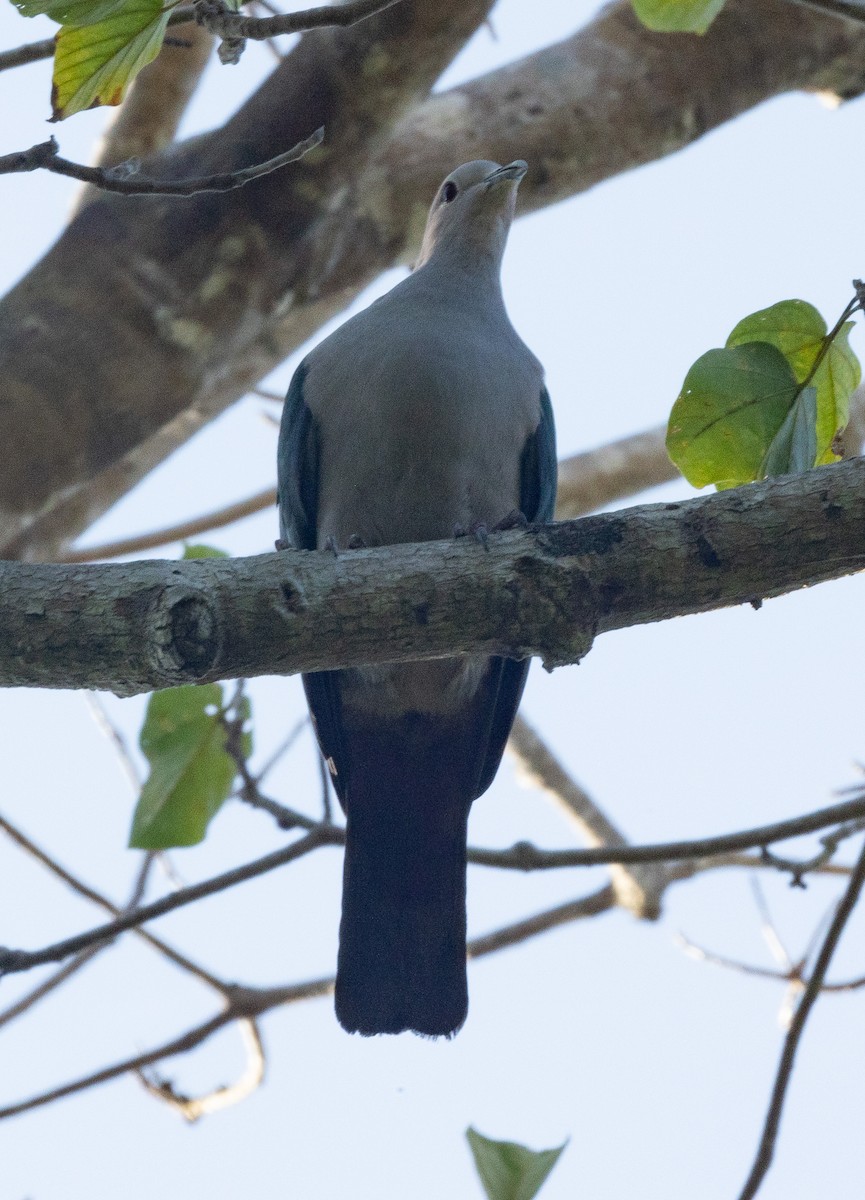 Green Imperial-Pigeon - ML619823990