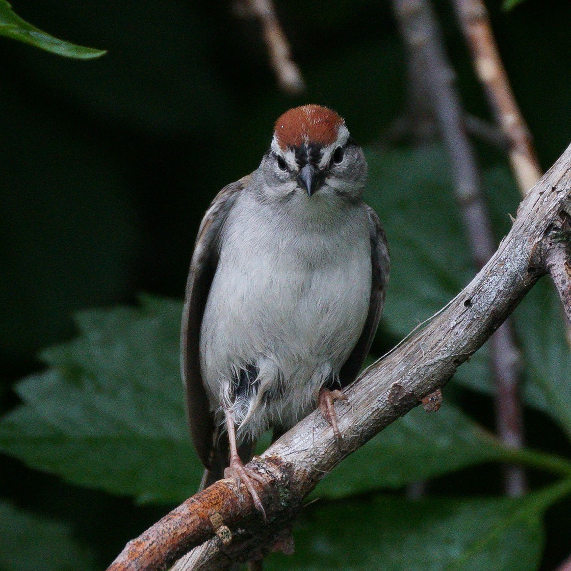Chipping Sparrow - ML619824005