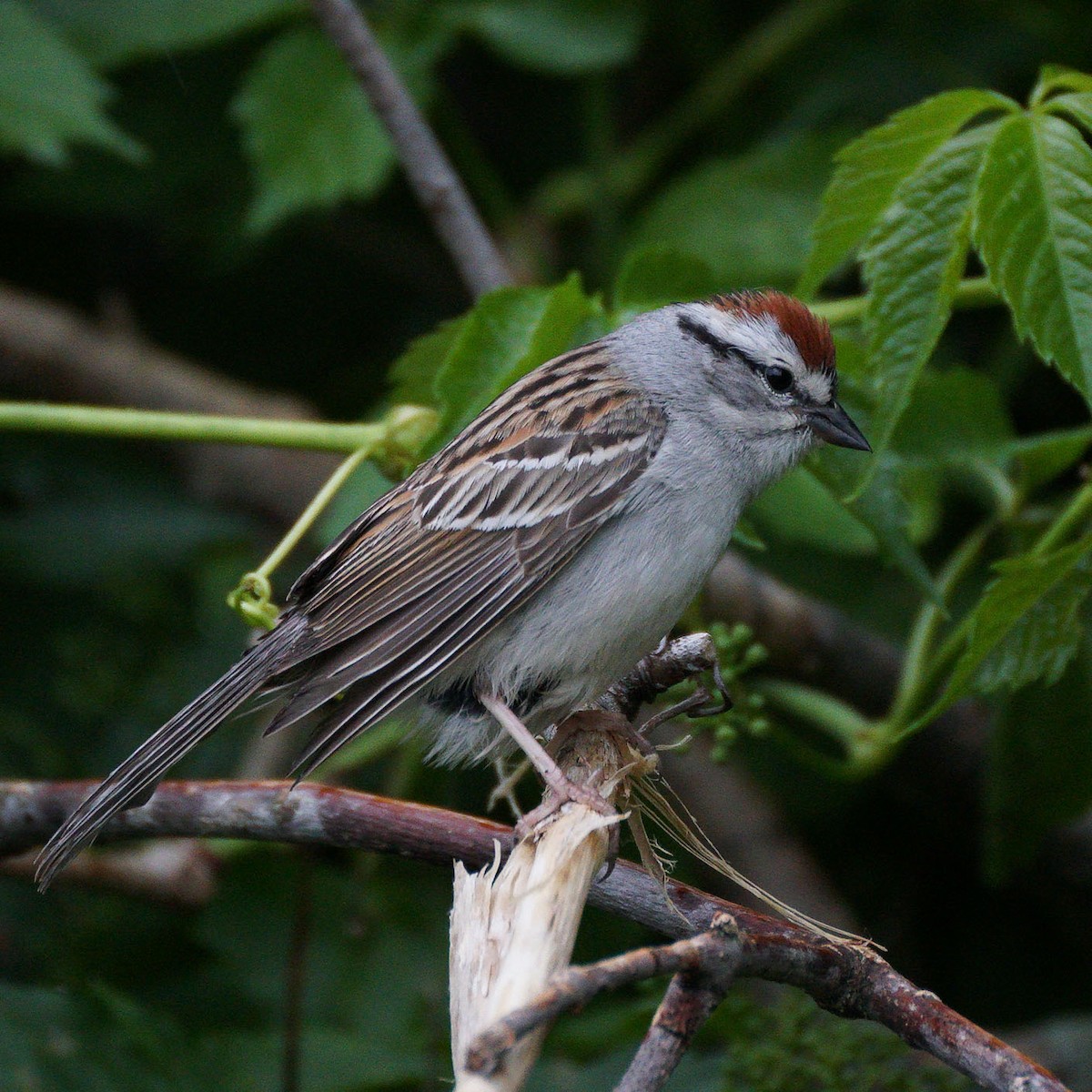 Chipping Sparrow - ML619824007
