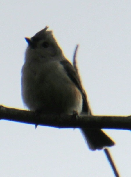 Tufted Titmouse - ML619824009