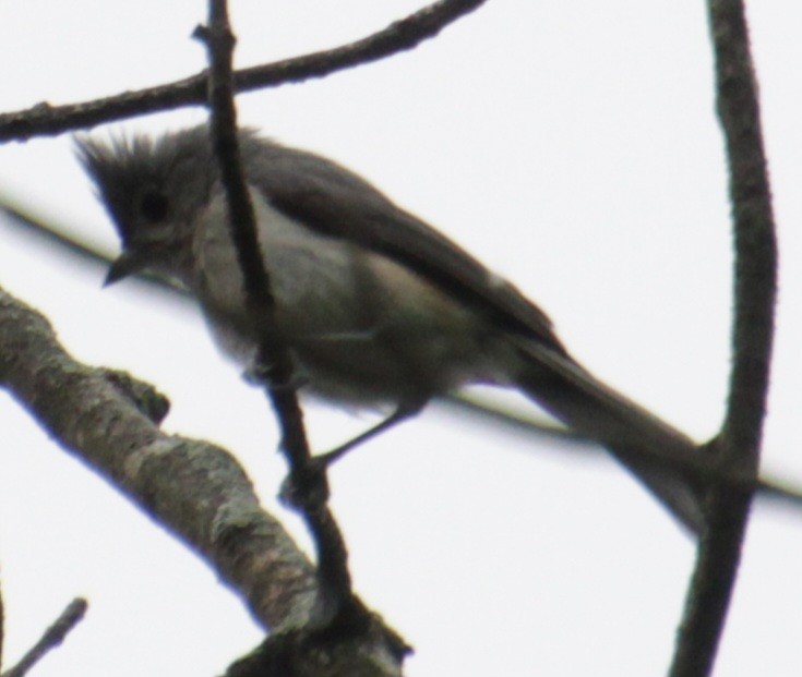 Tufted Titmouse - ML619824010