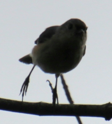 Tufted Titmouse - ML619824011