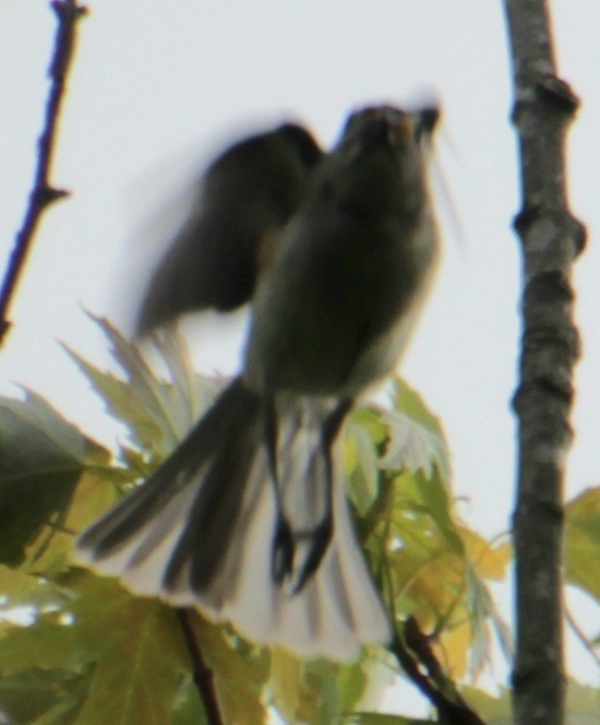 Tufted Titmouse - ML619824012