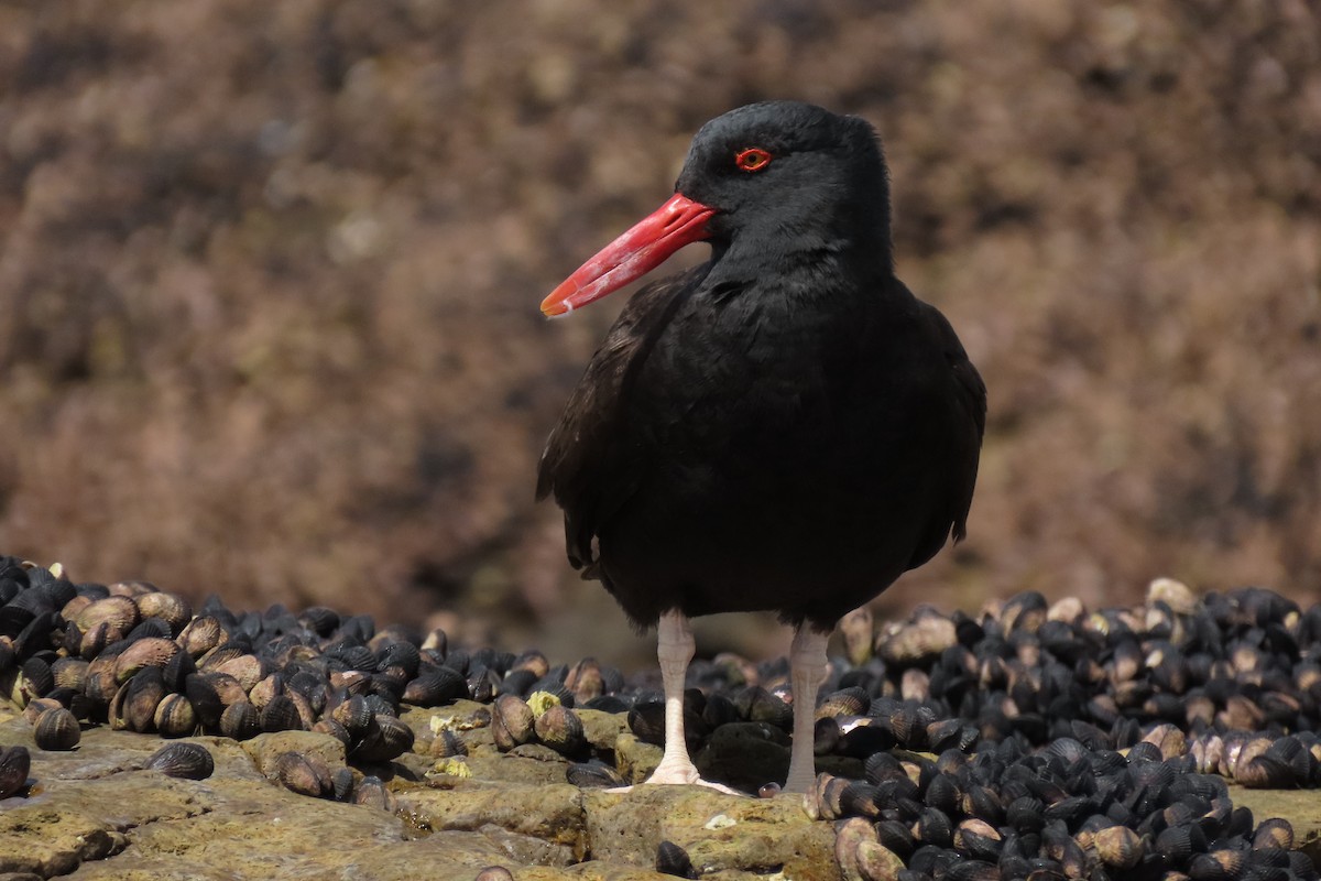 Blackish Oystercatcher - ML619824013