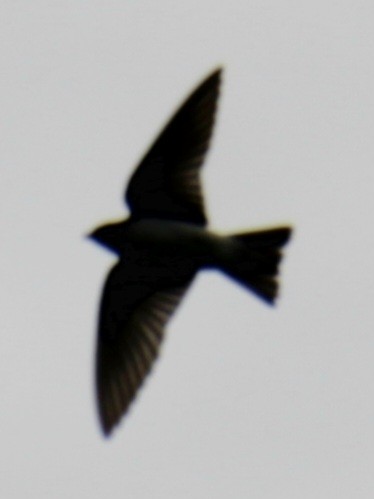 Tree Swallow - ML619824015