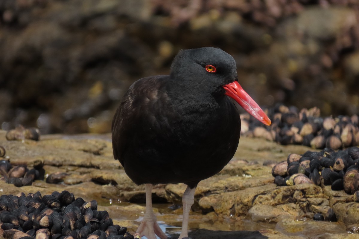 Blackish Oystercatcher - ML619824017