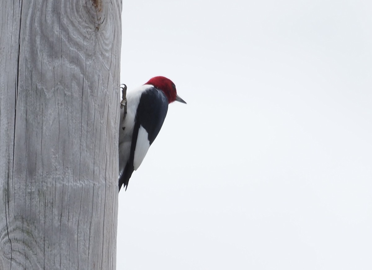 Red-headed Woodpecker - ML619824022