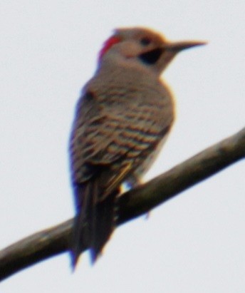Northern Flicker (Yellow-shafted) - ML619824044
