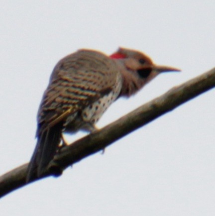 Northern Flicker (Yellow-shafted) - ML619824045