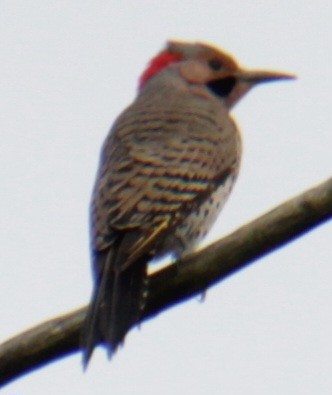 Northern Flicker (Yellow-shafted) - ML619824046