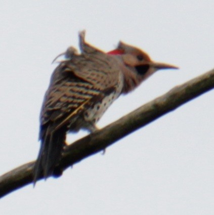 Northern Flicker (Yellow-shafted) - ML619824047