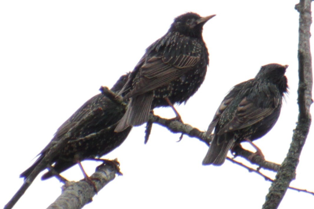 European Starling - ML619824055