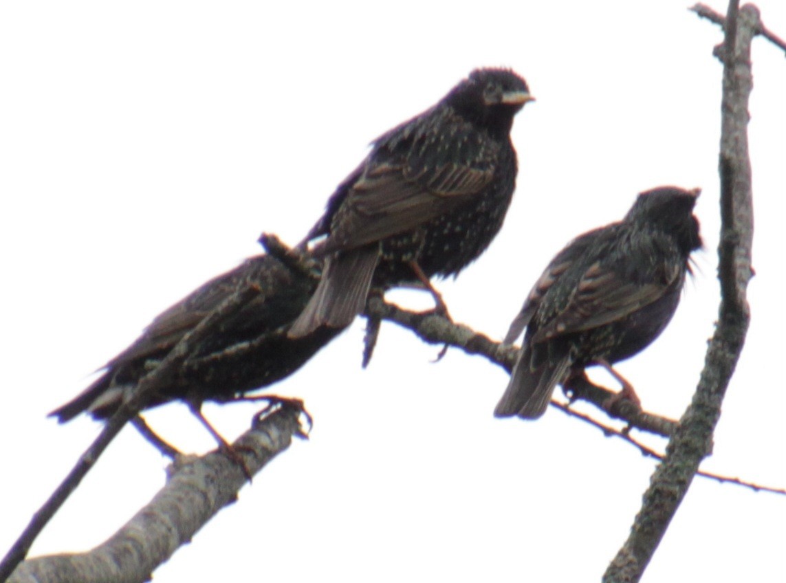 European Starling - Samuel Harris