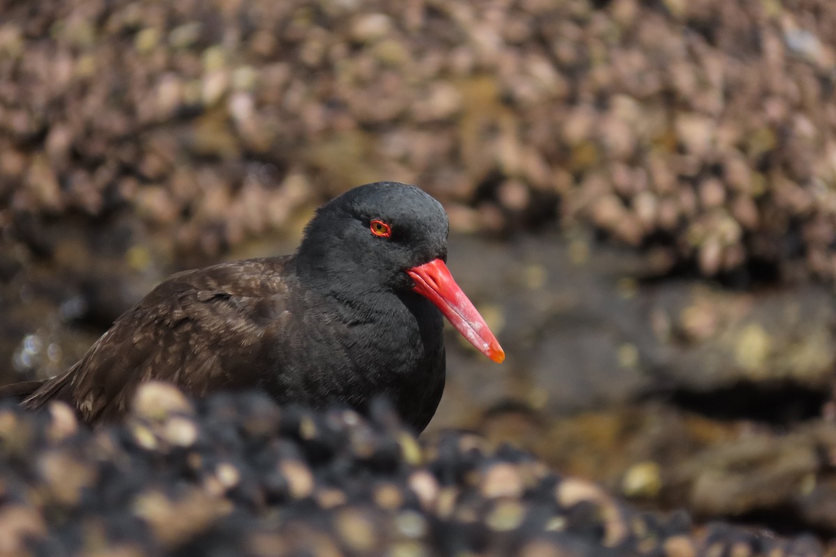 Blackish Oystercatcher - ML619824057